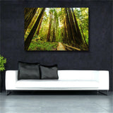 Fenced Road Through The Redwood Trees Sunrise Grass Printes on canvas