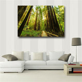 Fenced Road Through The Redwood Trees Sunrise Grass Printes on canvas