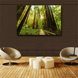 Fenced Road Through The Redwood Trees Sunrise Grass Printes on canvas