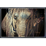 Africa Elephant Oil Painting Wall Pictures For Living Room Home Decor l
