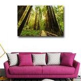 Fenced Road Through The Redwood Trees Sunrise Grass Printes on canvas