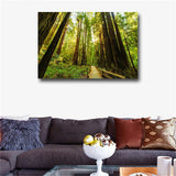 Fenced Road Through The Redwood Trees Sunrise Grass Printes on canvas