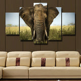 5Pcs Home Decor Canvas Print Painting Wall Art Elephant