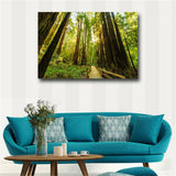 Fenced Road Through The Redwood Trees Sunrise Grass Printes on canvas